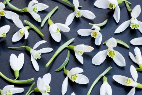 Snowdrops Stock Photos
