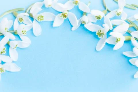 Snowdrops Stock Photos