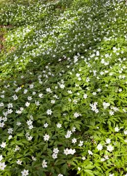 Snowdrops Stock Photos