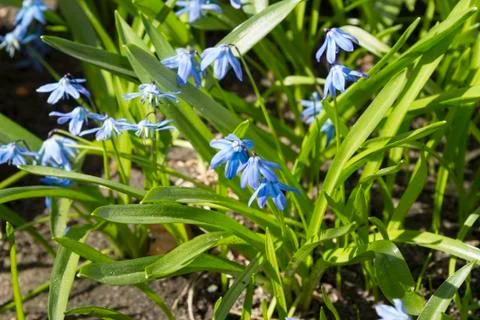 Snowdrops Stock Photos