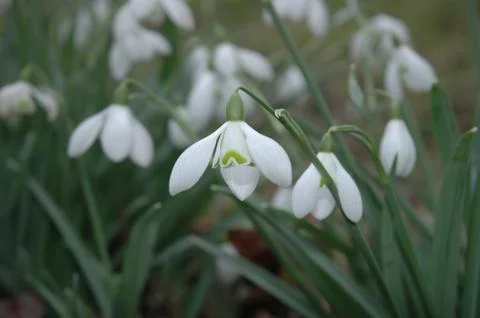 Snowdrops Stock Photos
