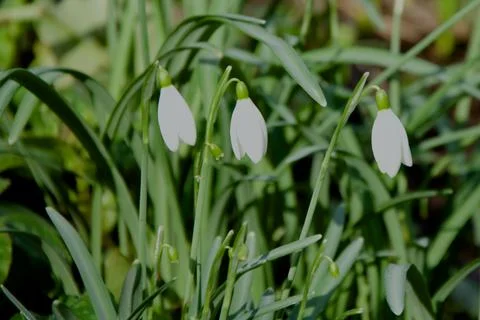 Snowdrops Stock Photos