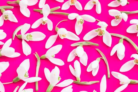 Snowdrops Stock Photos