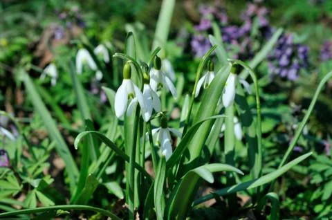 Snowdrops Stock Photos