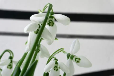 Snowdrops Stock Photos