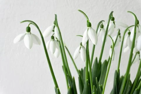 Snowdrops Stock Photos