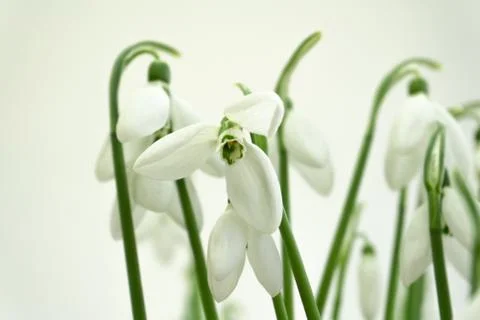 Snowdrops Stock Photos