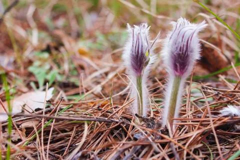 Snowdrops Stock Photos