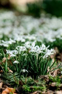 Snowdrops Stock Photos