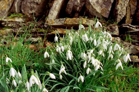 Snowdrops Stock Photos
