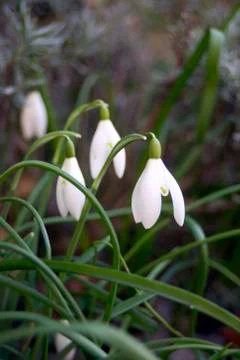 *snowdrops* Foto stock