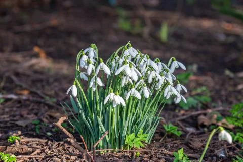 Snowdrops Foto stock