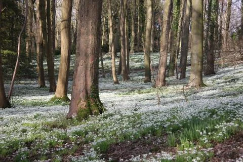 Snowdrops Stock Photos