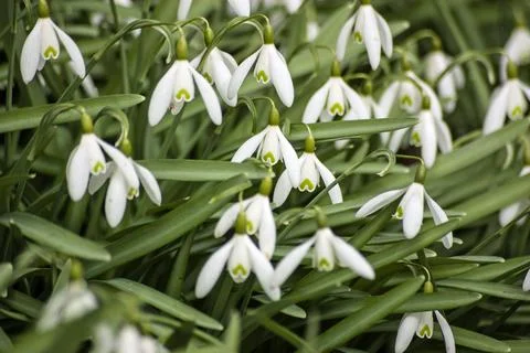 Snowdrops Stock Photos