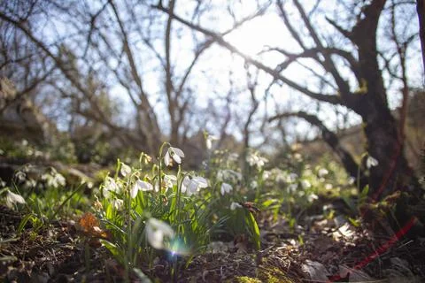 Snowdrops Stock Photos