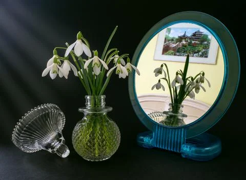 Snowdrops Stock Photos