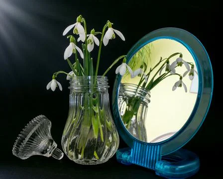 Snowdrops Stock Photos