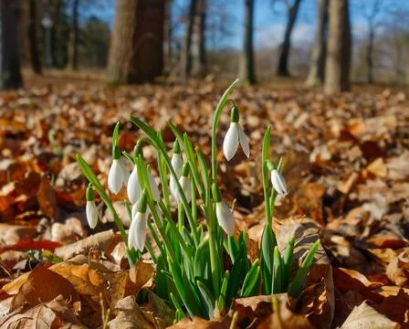 Snowdrops Stock Photos