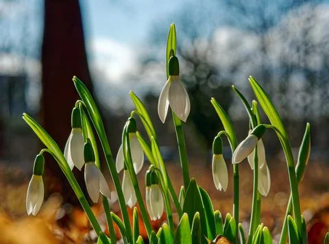 Snowdrops Stock Photos