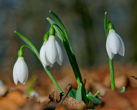 Snowdrops Stock Photos