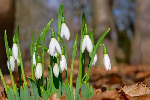 Snowdrops Stock Photos