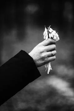 Snowdrops Stock Photos