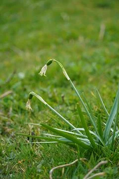 Snowdrops Stock Photos