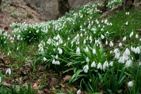 Snowdrops Stock Photos