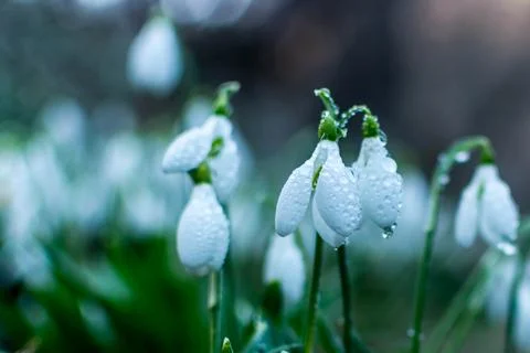 Snowdrops Stock Photos