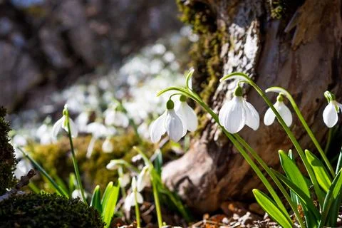Snowdrops Stock Photos