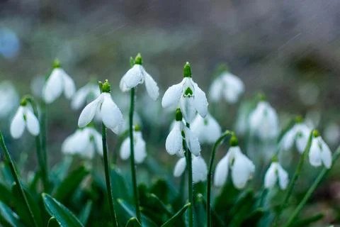Snowdrops Stock Photos