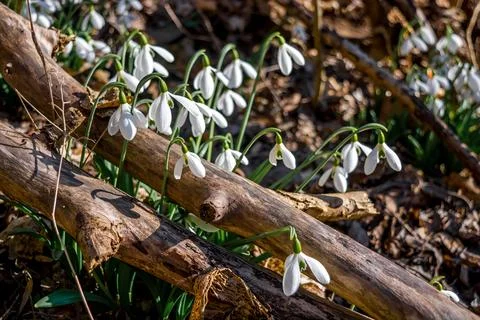 Snowdrops Stock Photos