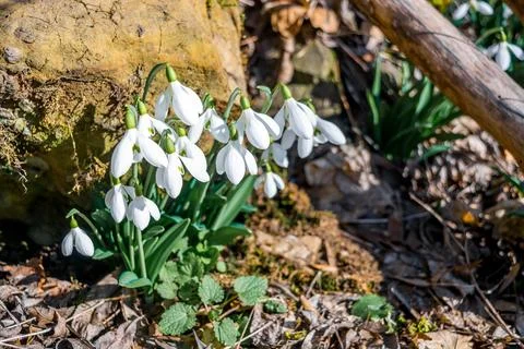 Snowdrops Stock Photos