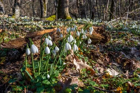 Snowdrops Stock Photos