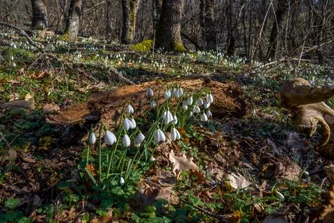Snowdrops Stock Photos