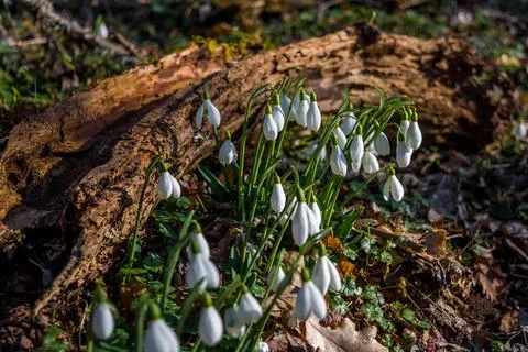 Snowdrops Stock Photos
