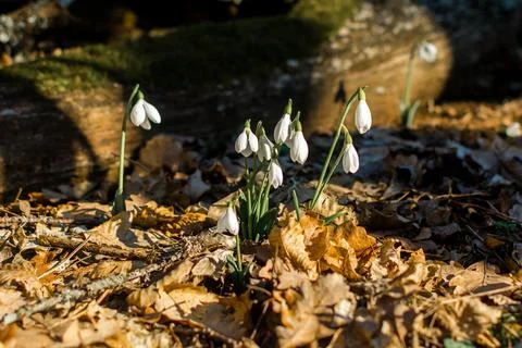 Snowdrops Foto stock