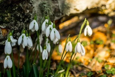 Snowdrops Stock Photos