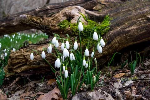 Snowdrops Stock Photos