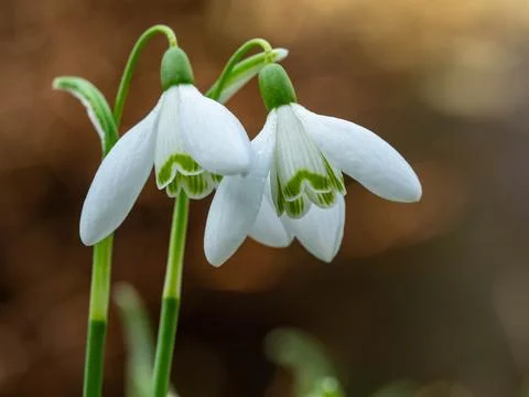 Snowdrops Stock Photos