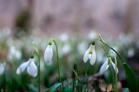 Snowdrops Stock Photos