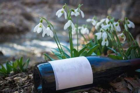 Snowdrops Stock Photos