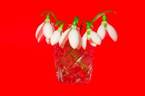 Snowdrops on red Stock Photos