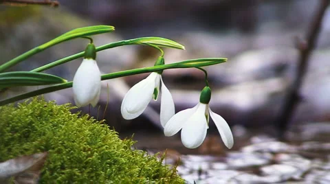 Snowdrops by the River 動画素材 995432