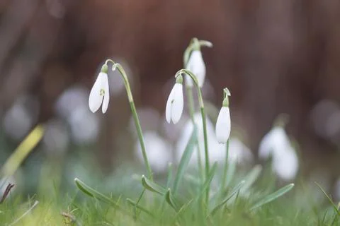 Snowdrops with shallow depth of field Stock Photos