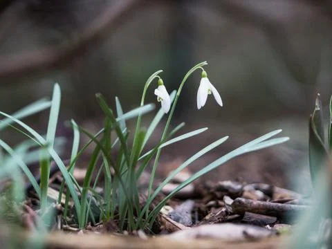 Snowdrops with shallow depth of field Stock Photos