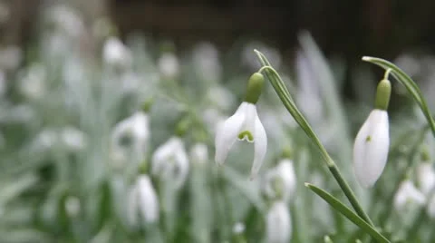 Snowdrops in the snow close up Video stock 22320579