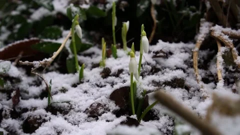 Snowdrops in the snow with falling snowflakes in slow motion Video stock 171062164