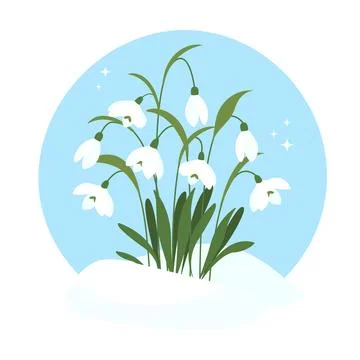Snowdrops in the snow. First spring flowers. Bouquet of snowdrops in flat s.. Stock Illustration