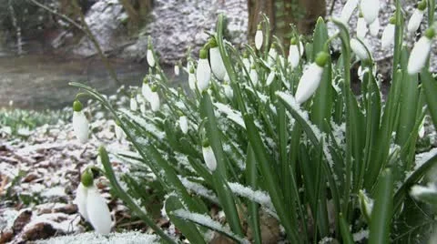 Snowdrops in snow Stock Footage 21252853